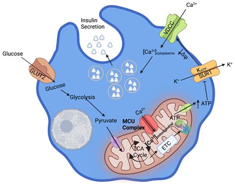 The Pancreatic Beta Cell: Editorial .